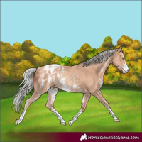 Horse Color:Silver Amber Champagne Sabino Blanket Rabicano 