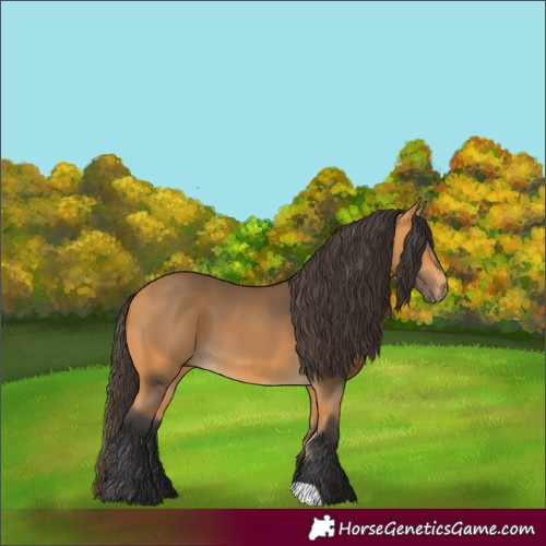 Horse Color:Buckskin 