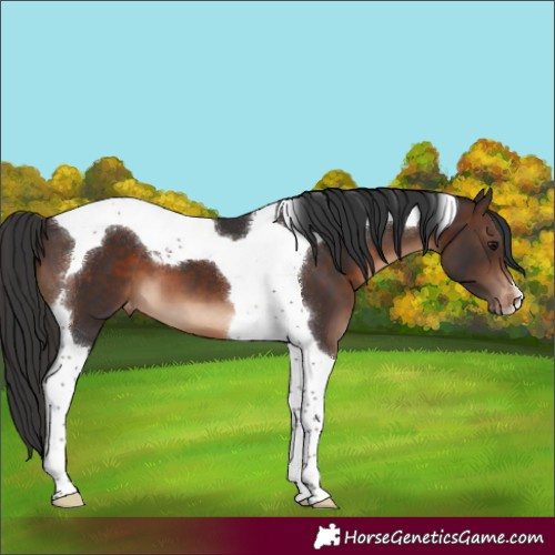 Horse Color:Brown Tobiano Appaloosa