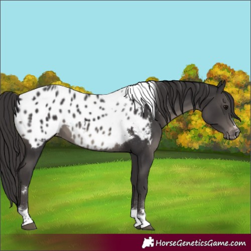Horse Color:Smoky Black Tobiano Near Leopard