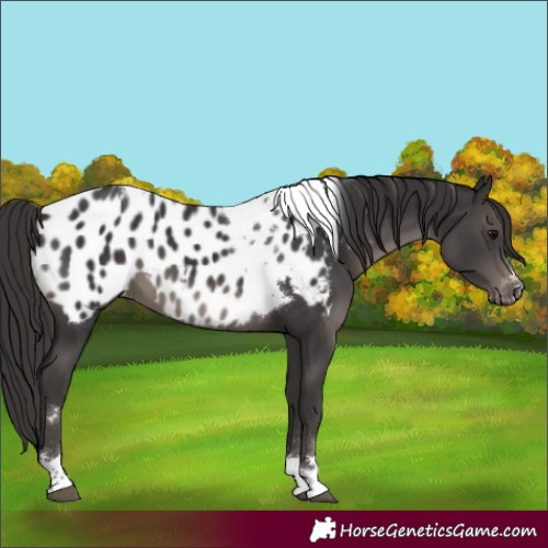 Horse Color:Smoky Black Tobiano Appaloosa 