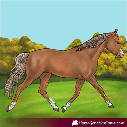 Horse Color:Chestnut 