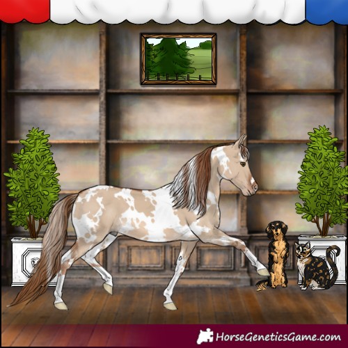 Horse Color:White Spotted Red Dun 