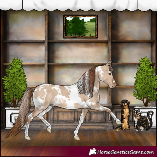 Horse Color:White Spotted Red Dun