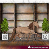 Horse Color:Red Dun 