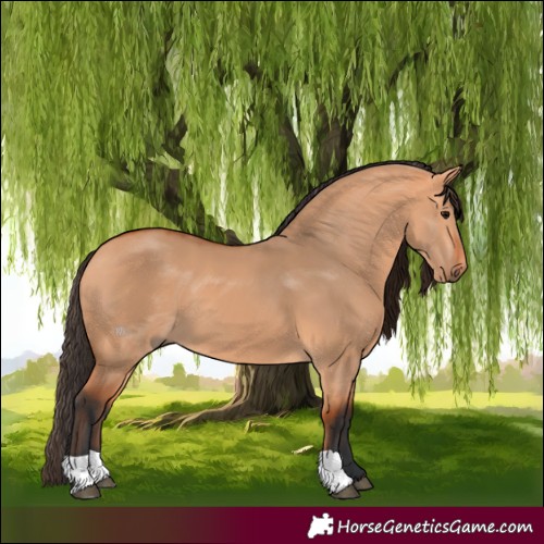 Horse Color:Bay Dun