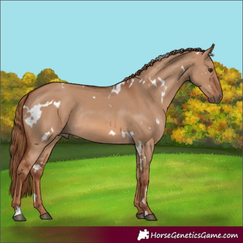 Horse Color:White Spotted Red Dun Rabicano