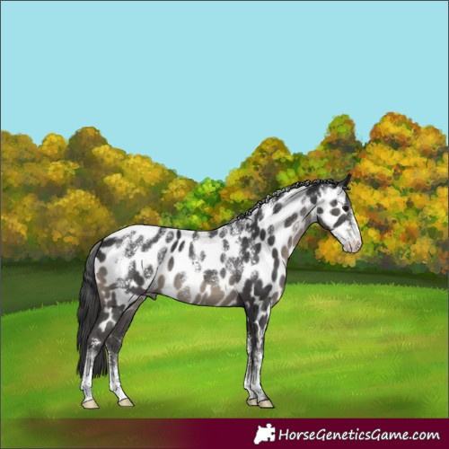 Horse Color:Powder White Black Appaloosa 