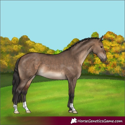 Horse Color:Brown Dun