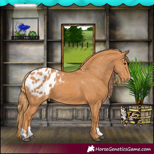 Horse Color:Chestnut Appaloosa 