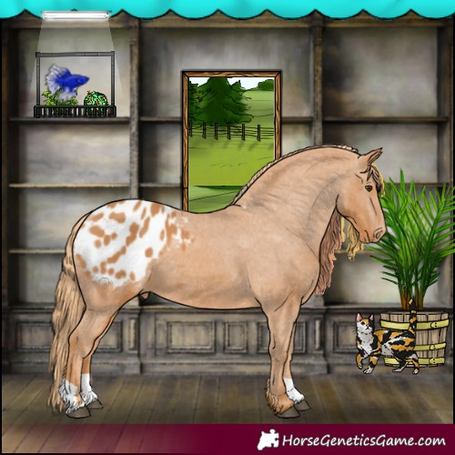 Horse Color:Chestnut Appaloosa 