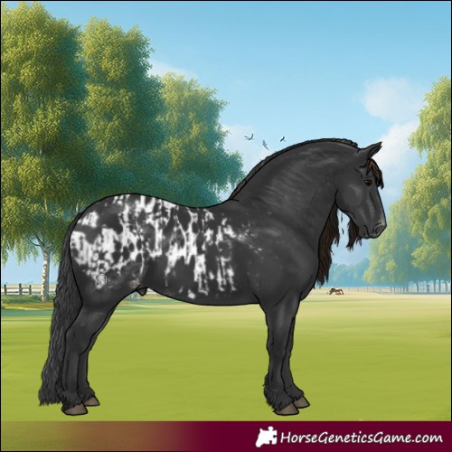 Horse Color:Black and Black Appaloosa