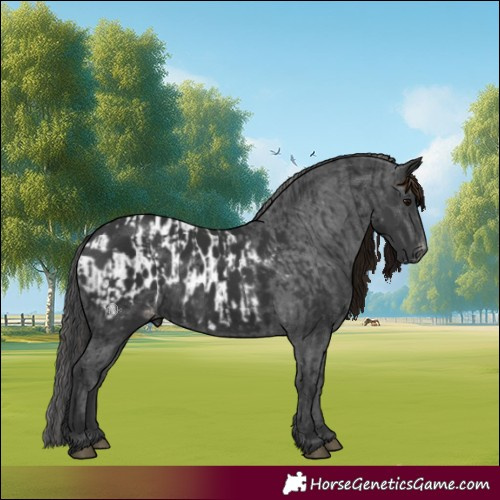 Horse Color:Black and Black Appaloosa