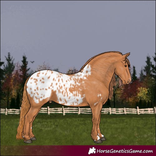 Horse Color:Chestnut Appaloosa