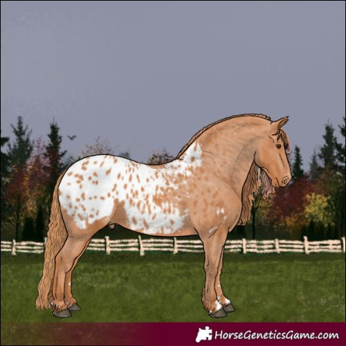 Horse Color:Chestnut Appaloosa 