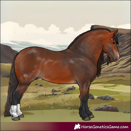 Horse Color:Bay 