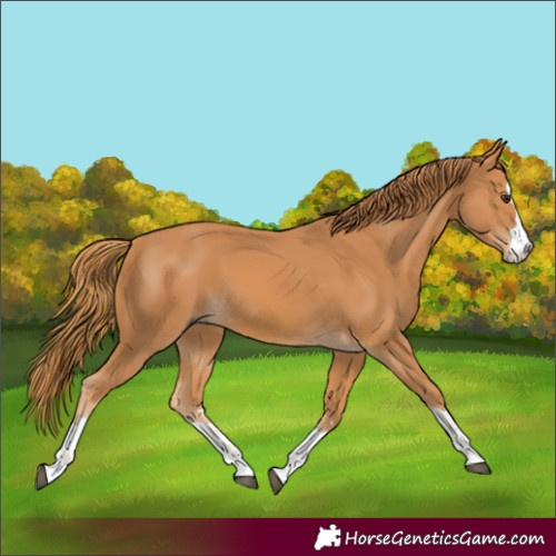Horse Color:Chestnut 