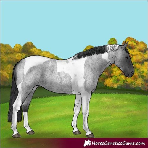 Horse Color:Blue Roan Tobiano 