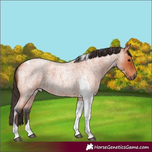Horse Color:Bay Roan Tobiano 