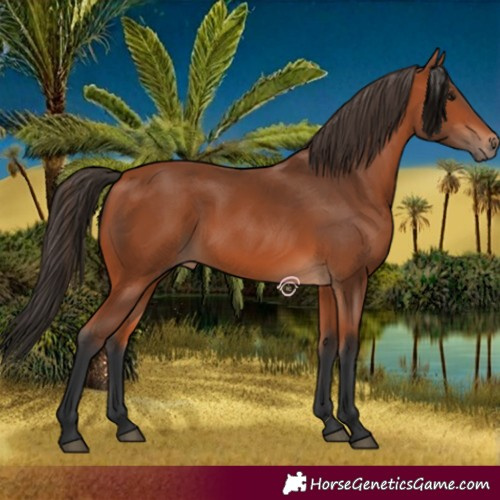 Horse Color:Bay 