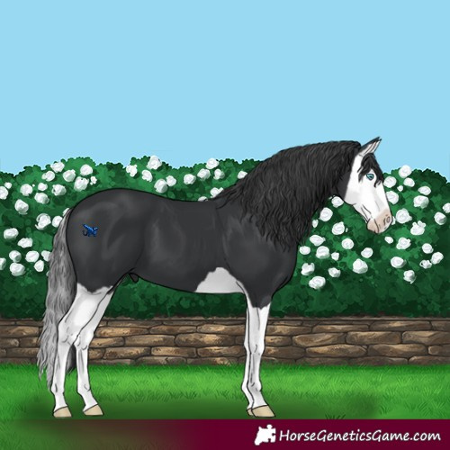 Horse Color:Black Splash 