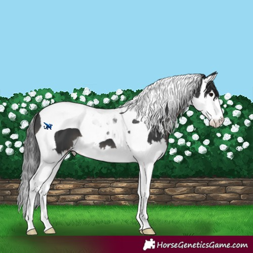 Horse Color:Black Splash Tobiano 