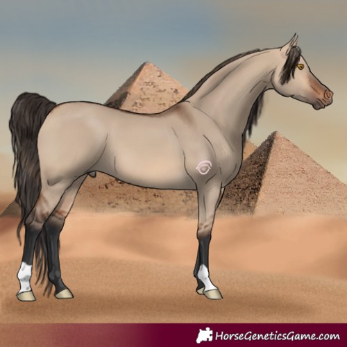 Horse Color:Bay Dun
