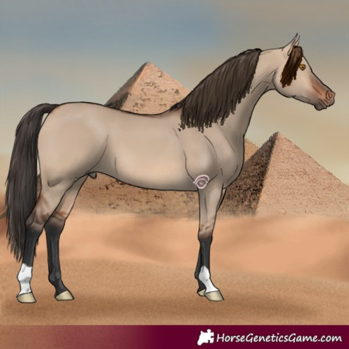 Horse Color:Bay Dun 