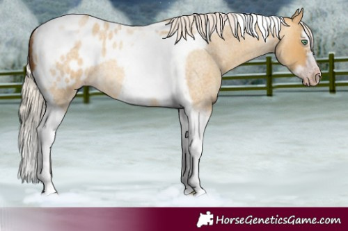 Horse Color:Gray Silver Amber Cream Champagne Roan Dun Splash Tobiano Frame Blanket Rabicano 