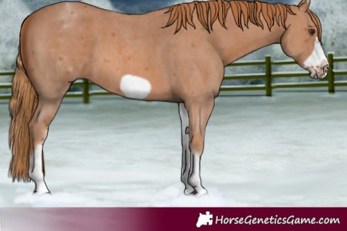 Horse Color:White Spotted Chestnut Sabino Frame
