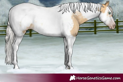 Horse Color:Gray Silver Amber Cream Champagne Roan Dun Splash Tobiano Frame Blanket Rabicano 