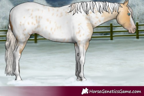 Horse Color:Gray Silver Amber Cream Champagne Roan Dun Splash Tobiano Frame Near Leopard Rabicano