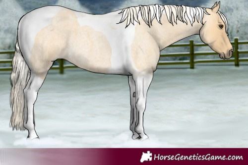 Horse Color:Palomino Roan Tobiano