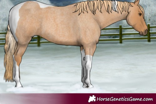 Horse Color:Red Roan Tobiano 
