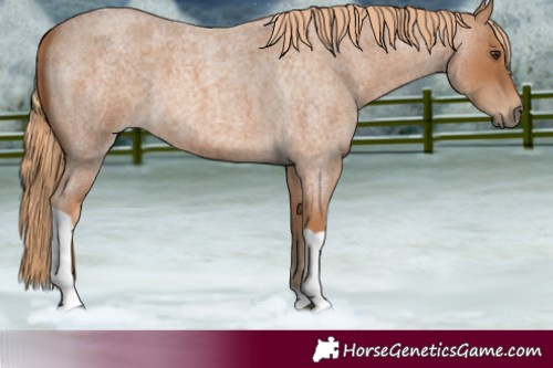 Horse Color:Red Roan Tobiano