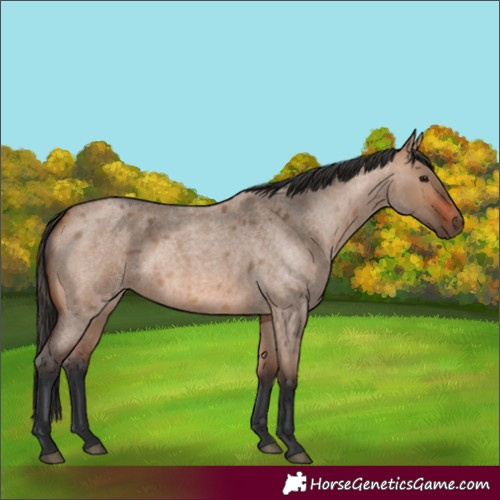 Horse Color:Bay Roan Dun 