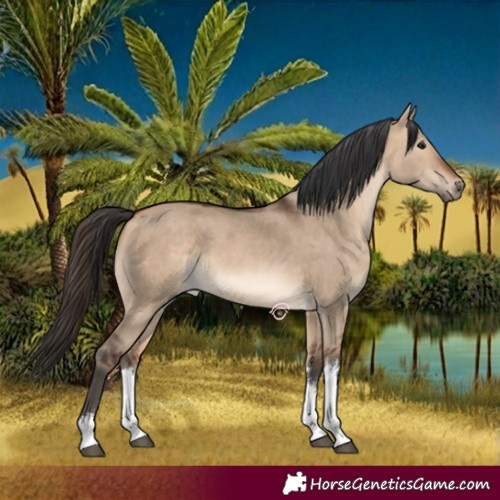 Horse Color:White Spotted Bay Dun 