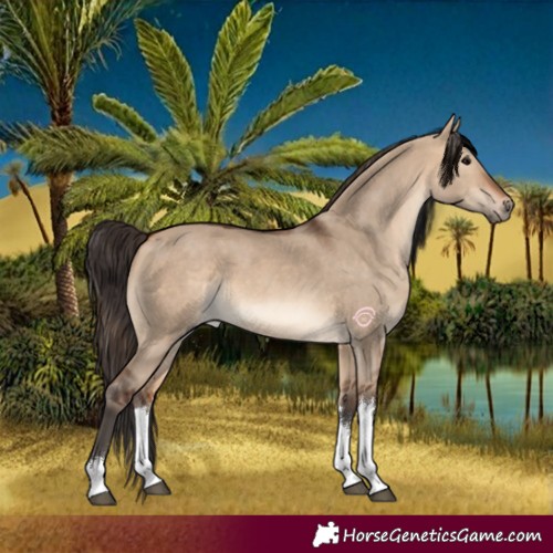 Horse Color:White Spotted Bay Dun