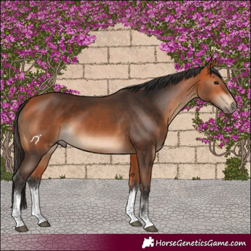 Horse Color:White Spotted Bay 