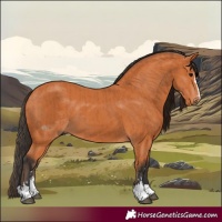 Horse Color:Bay and Bay