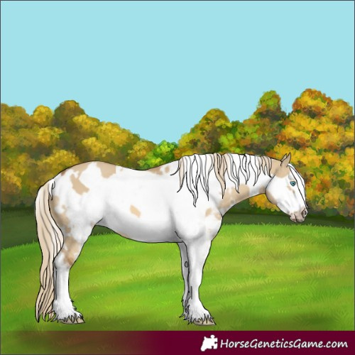 Horse Color:White Spotted Chocolate Palomino Dun Mushroom Sabino Frame