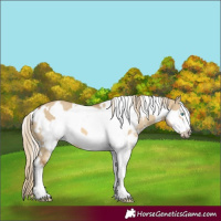 Horse Color:White Spotted Chocolate Palomino Dun Mushroom Sabino Frame