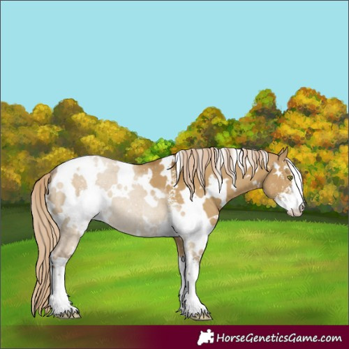 Horse Color:White Spotted Chocolate Palomino Dun Mushroom Sabino 