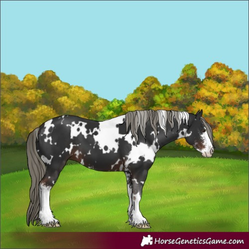 Horse Color:White Spotted Liver Chestnut Mushroom Sabino 