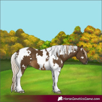 Horse Color:White Spotted Chocolate Palomino Mushroom Tobiano