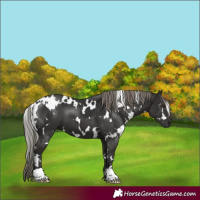 Horse Color:White Spotted Liver Chestnut Mushroom