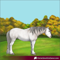Horse Color:Liver Red Dun Roan Mushroom Sabino Splash
