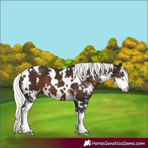 Horse Color:White Spotted Liver Chestnut Mushroom Sabino 