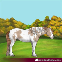 Horse Color:White Spotted Liver Red Dun Splash Tobiano 