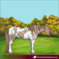 Horse Color:White Spotted Liver Red Dun Tobiano 